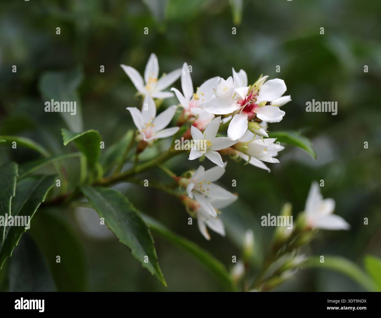 Indischer Weißdorn, indischer Weißdorn oder Hongkonger Weißdorn, Rhaphiolepis indica, Rosaceae. Südzentralchina, Asien. Stockfoto