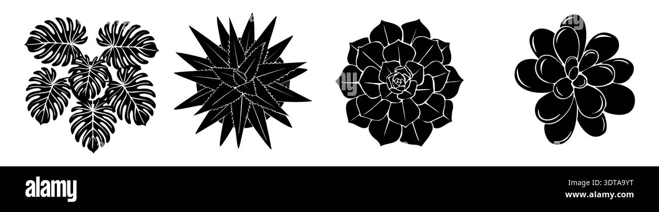 Silhouetten Set aus Monstera und saftigen Pflanzen Stock Vektor
