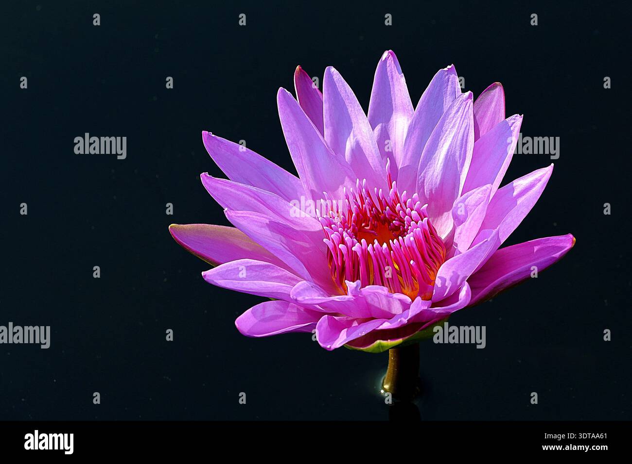Die leuchtende magentafarbene tropische Seerose (Nymphaea) blüht isoliert auf einer dunklen, stillen Wasseroberfläche und hebt ihre zarten Blütenblätter und ihre Mitte hervor. Stockfoto