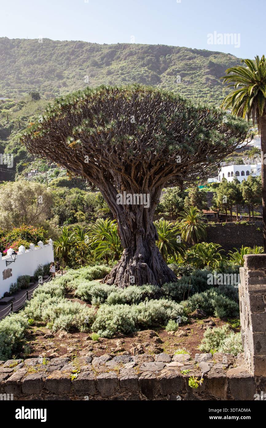 Der Drachenbaum im spanischen Kanarischen Inselresort Icod de los Vinos Teneriffa Spanien Stockfoto