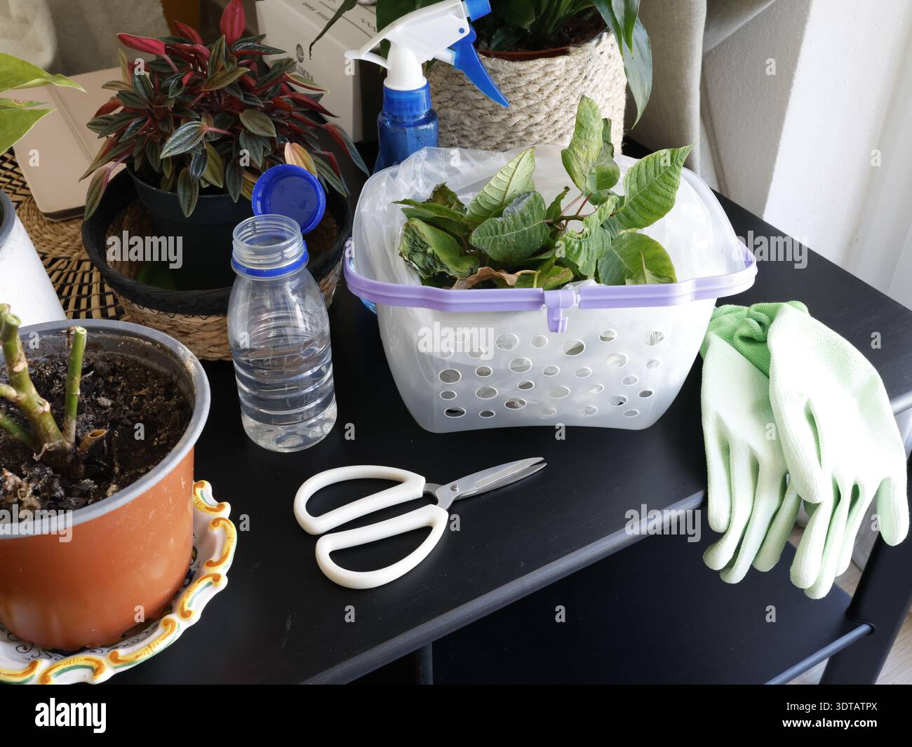 Pflege von Zimmerpflanzen zu Hause. Blumen auf einem Tisch im Zimmer. Werkzeuge, Handschuhe, Schere, Natur. Innenarchitektur. Stockfoto