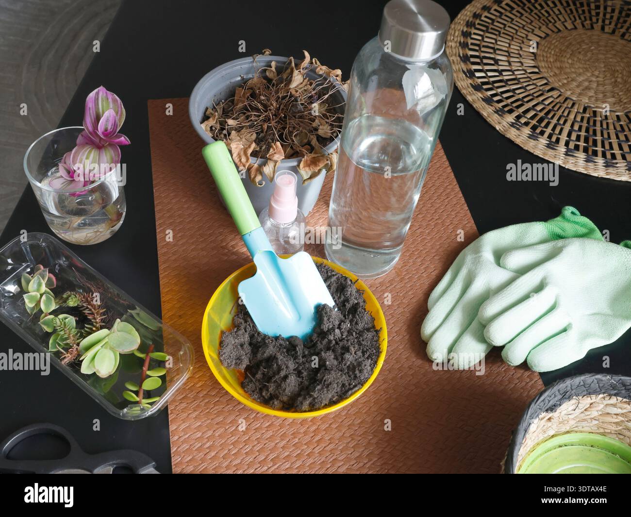 Pflege von Zimmerpflanzen zu Hause. Blumen auf einem Tisch im Zimmer. Werkzeuge, Handschuhe, Schere, Natur. Innenarchitektur. Stockfoto