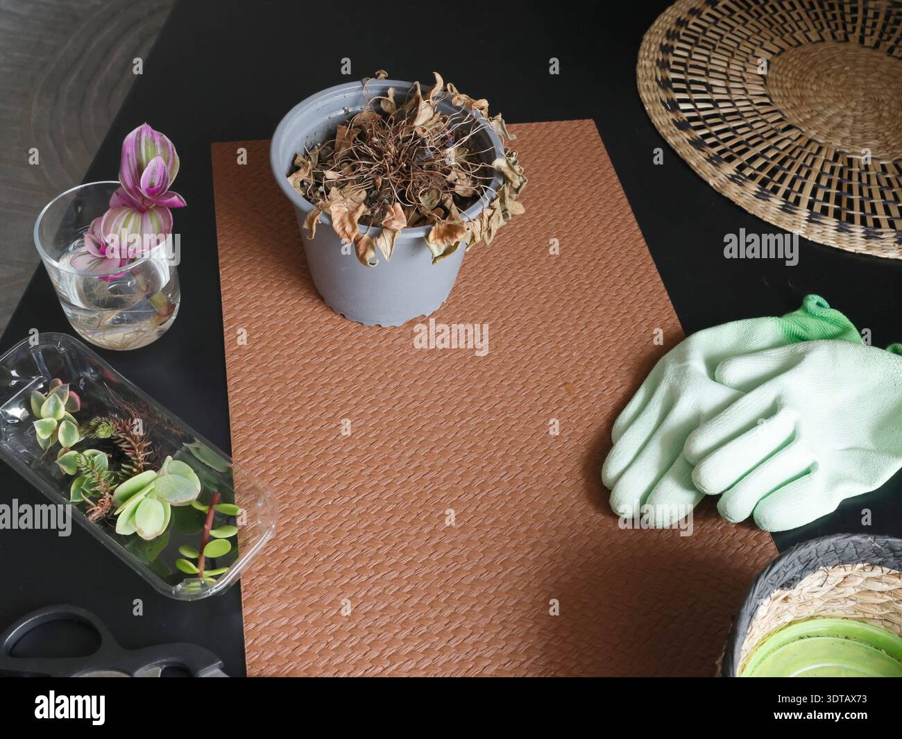 Pflege von Zimmerpflanzen zu Hause. Blumen auf einem Tisch im Zimmer. Werkzeuge, Handschuhe, Schere, Natur. Innenarchitektur. Stockfoto