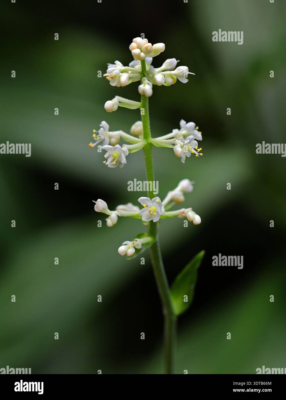 Yabumyoga oder Ostasiatische Pollia, Pollia japonica, Commelinaceae. Ostasien. Pollia japonica ist eine mehrjährige blühende Pflanze aus Ostasien. Stockfoto