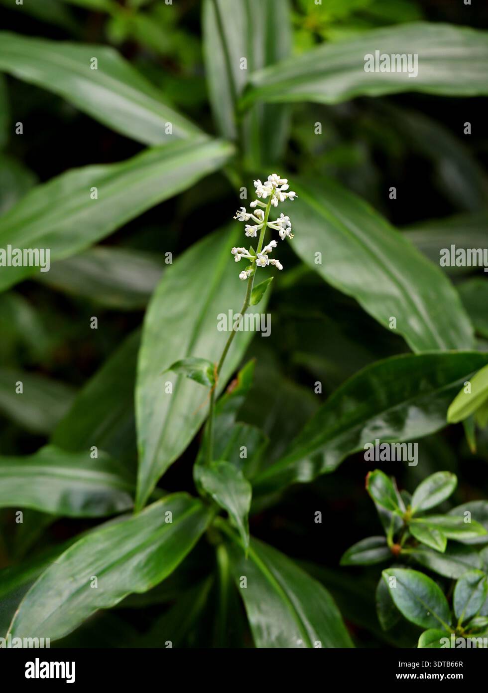 Yabumyoga oder Ostasiatische Pollia, Pollia japonica, Commelinaceae. Ostasien. Pollia japonica ist eine mehrjährige blühende Pflanze aus Ostasien. Stockfoto