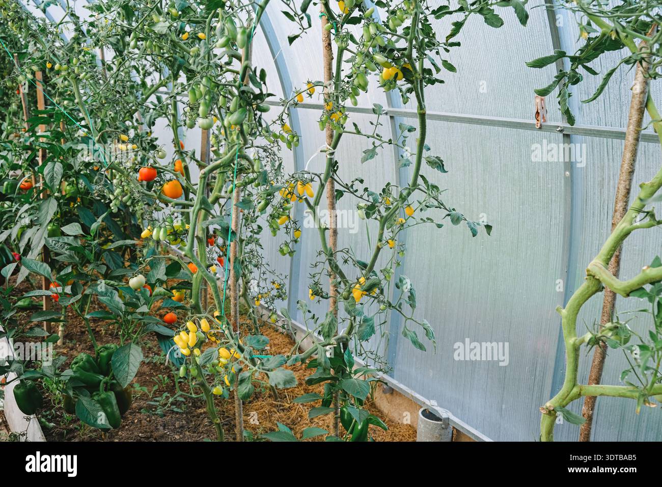 Im Inneren des Gewächshauses befinden sich Tomatenreben und Pfefferpflanzen, reife und unreife Früchte, Stangen und Fäden. Ökologischer Landbau, nachhaltiger Gartenbau und frischer Honig Stockfoto