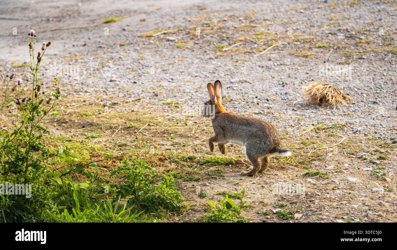 Europäischer Hase hüpft aus Büschen über ein grasbewachsenes Feld in der Nähe des Flughafens Leeds Bradford. Stockfoto
