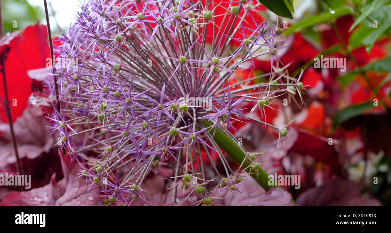 Violett blühende Pflanze wächst zwischen roten Blättern in einem Garten während der Frühlingssaison in einem Vorstadtgebiet Stockfoto