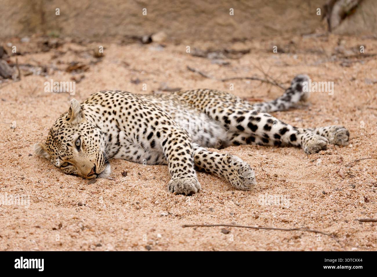 Ein afrikanischer Leopard (Panthera pardus pardus) schläft im Sabi Sands Wildreservat in der Nähe des Kruger-Nationalparks in Südafrika. Stockfoto