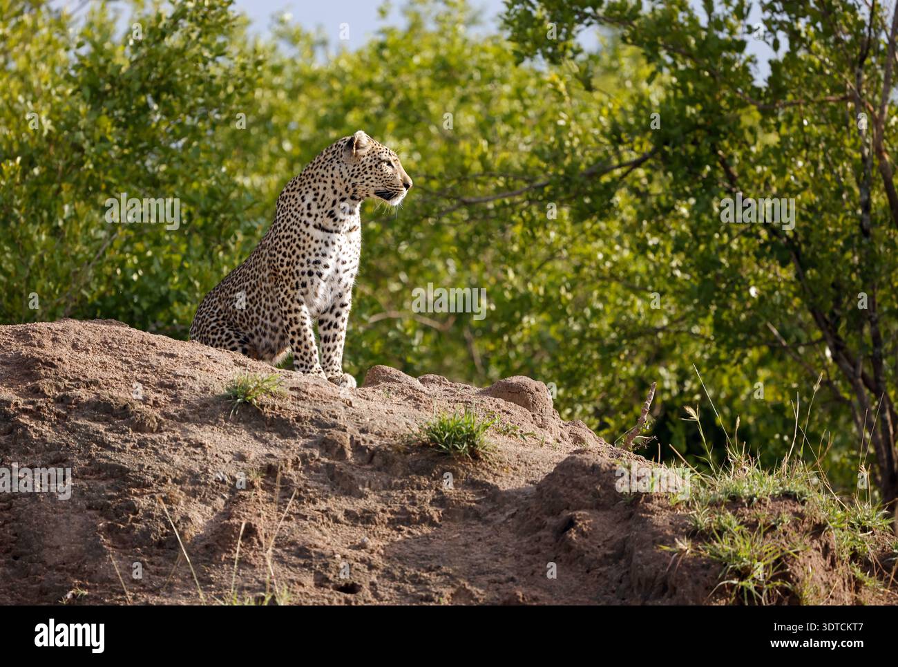 Ein Leopard im Kruger-Nationalpark, Südafrika. Stockfoto