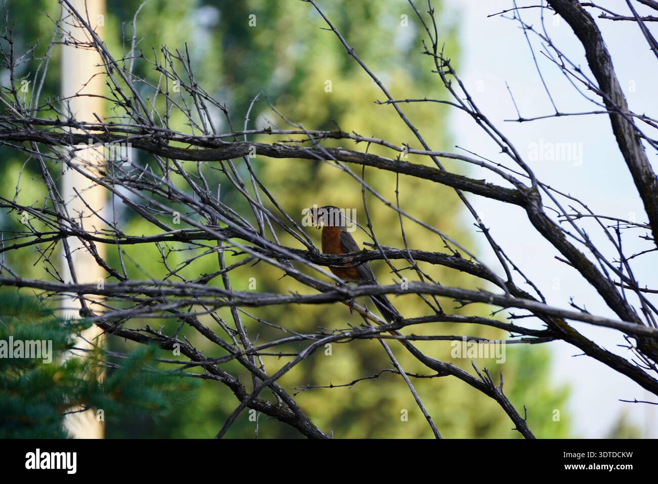 Amerikanischer Rotkehlchen mit Würmern im Mund, bereit, seine Babys im Nest zu füttern, und in den Zweigen Sicherheit zu nehmen. Stockfoto