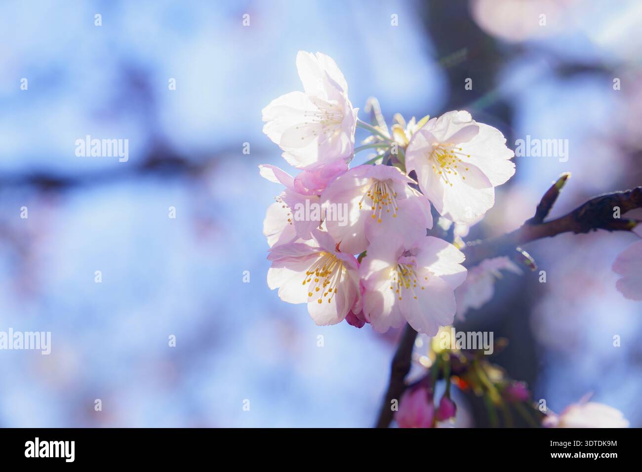 Ronda, malaga, spanien Kirschblüten mit sanften rosa Blüten und gelben Staubblättern, Sonnenlicht beleuchtet sanfte Details vor einem klaren blauen Himmel, si Stockfoto