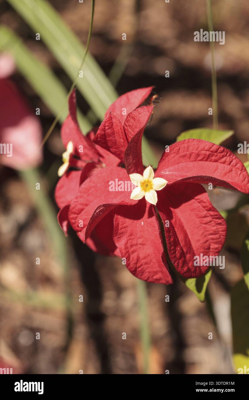 Ashanti Blut Mussaenda erythrophylla Blume blüht in einem Garten in Naples, Florida Stockfoto