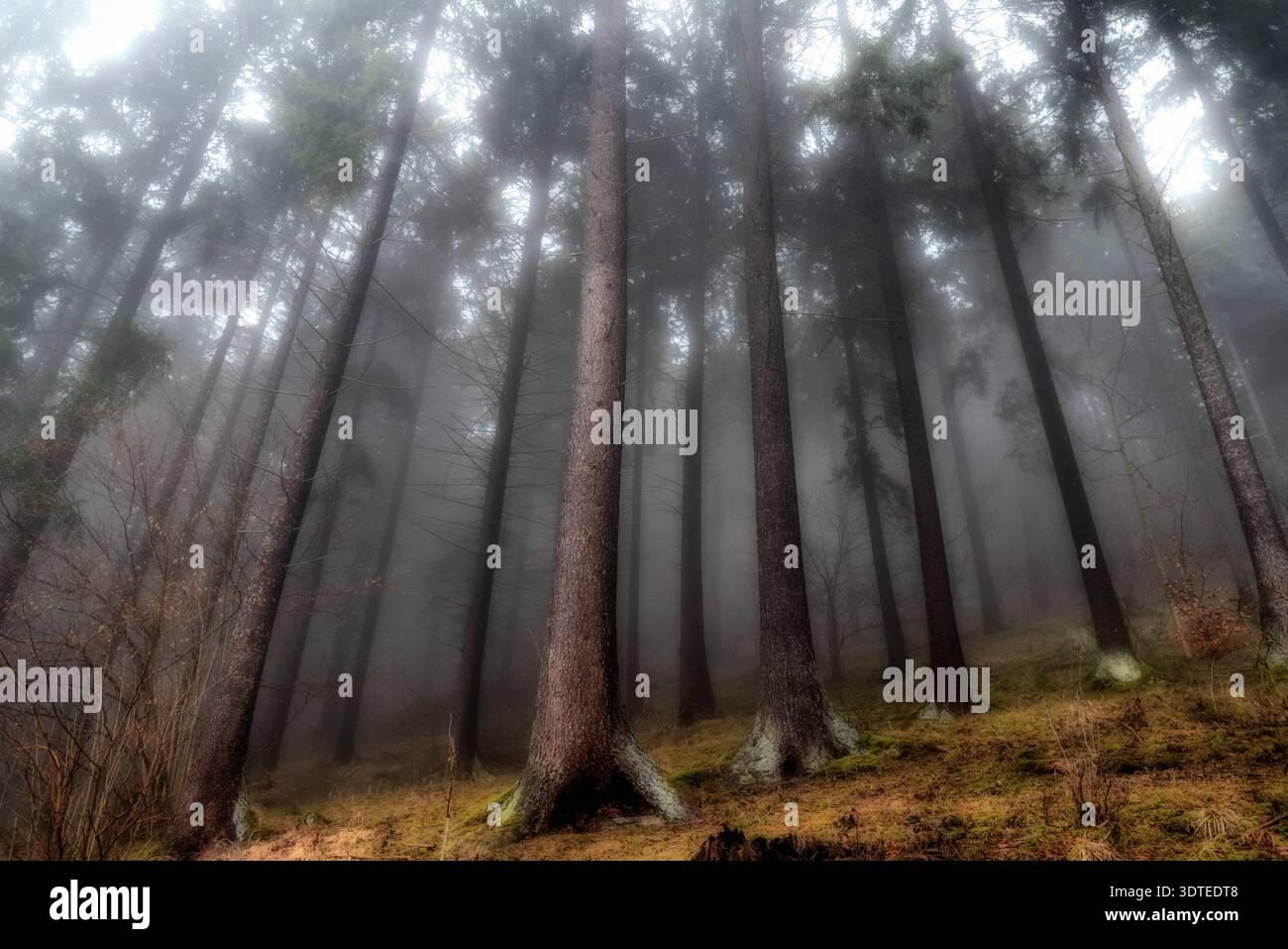Nebeliger Nadelwald mit hohen Stämmen, die sich in Nebel erheben, und weichem moosigem Boden. Moody herbstliche Waldlandschaft mit gestreutem Licht, natürlicher Atmosphäre Stockfoto