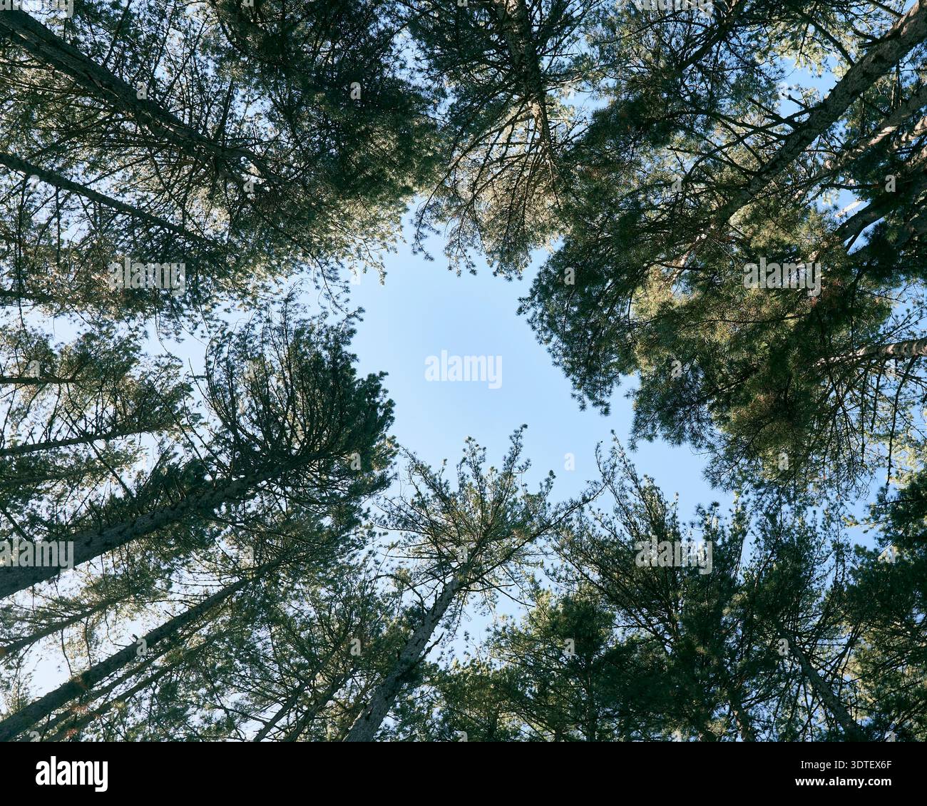 Flacher Blick auf die Baumkronen von Kiefern, die das Phänomen der Kronenscheulichkeit vor einem klaren blauen Himmel im Sila-Nationalpark in Kalabrien, Italien, zeigen Stockfoto