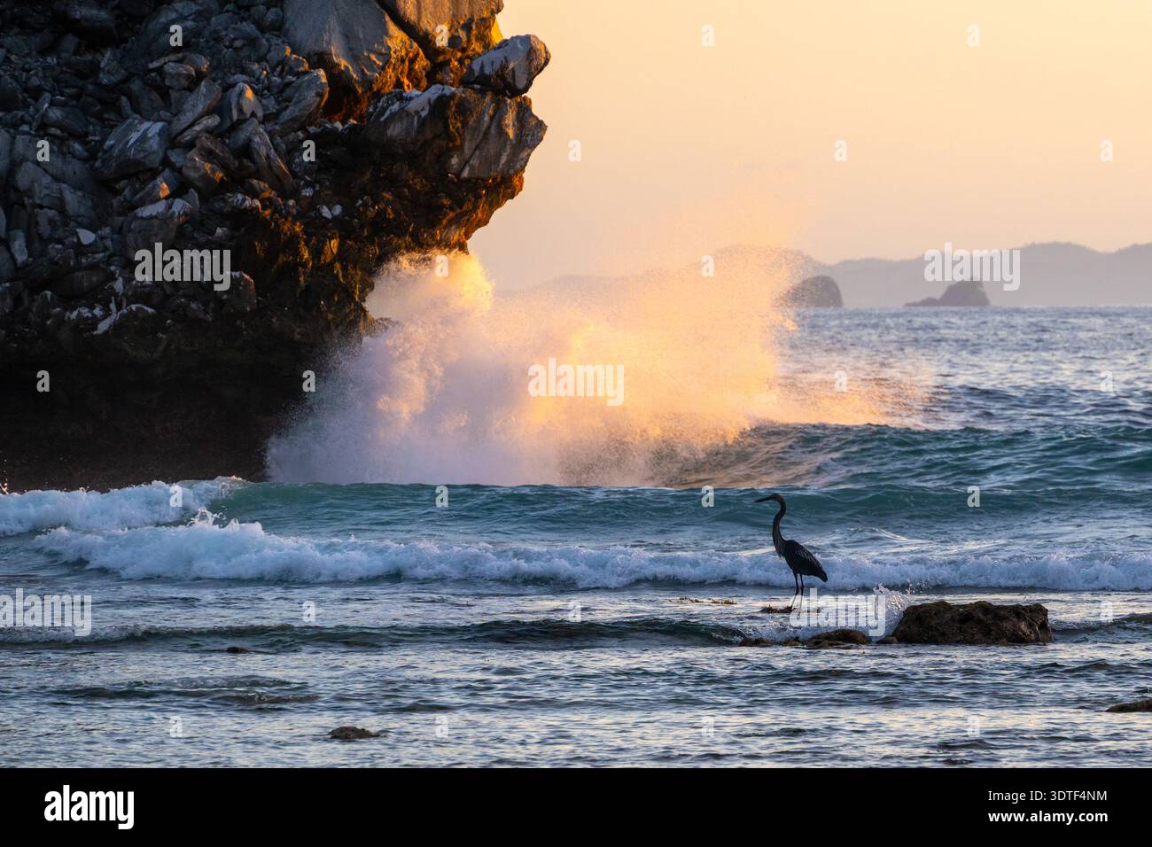 Großer Reiher (Ardea sumatrana), bei Sonnenaufgang Stockfoto