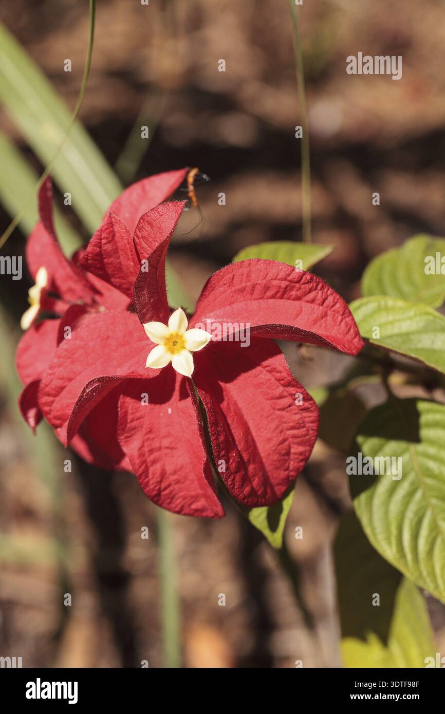 Ashanti Blut Mussaenda erythrophylla Blume blüht in einem Garten in Naples, Florida Stockfoto