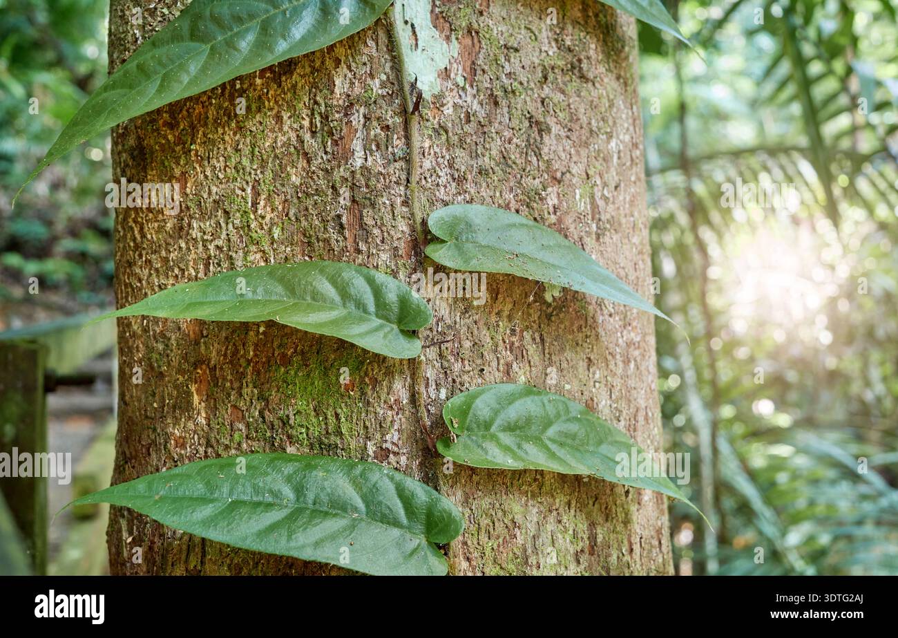 Pflanzen, die einen Baumstamm im Regenwald von Borneo, Malaysia, hochklettern. Stockfoto