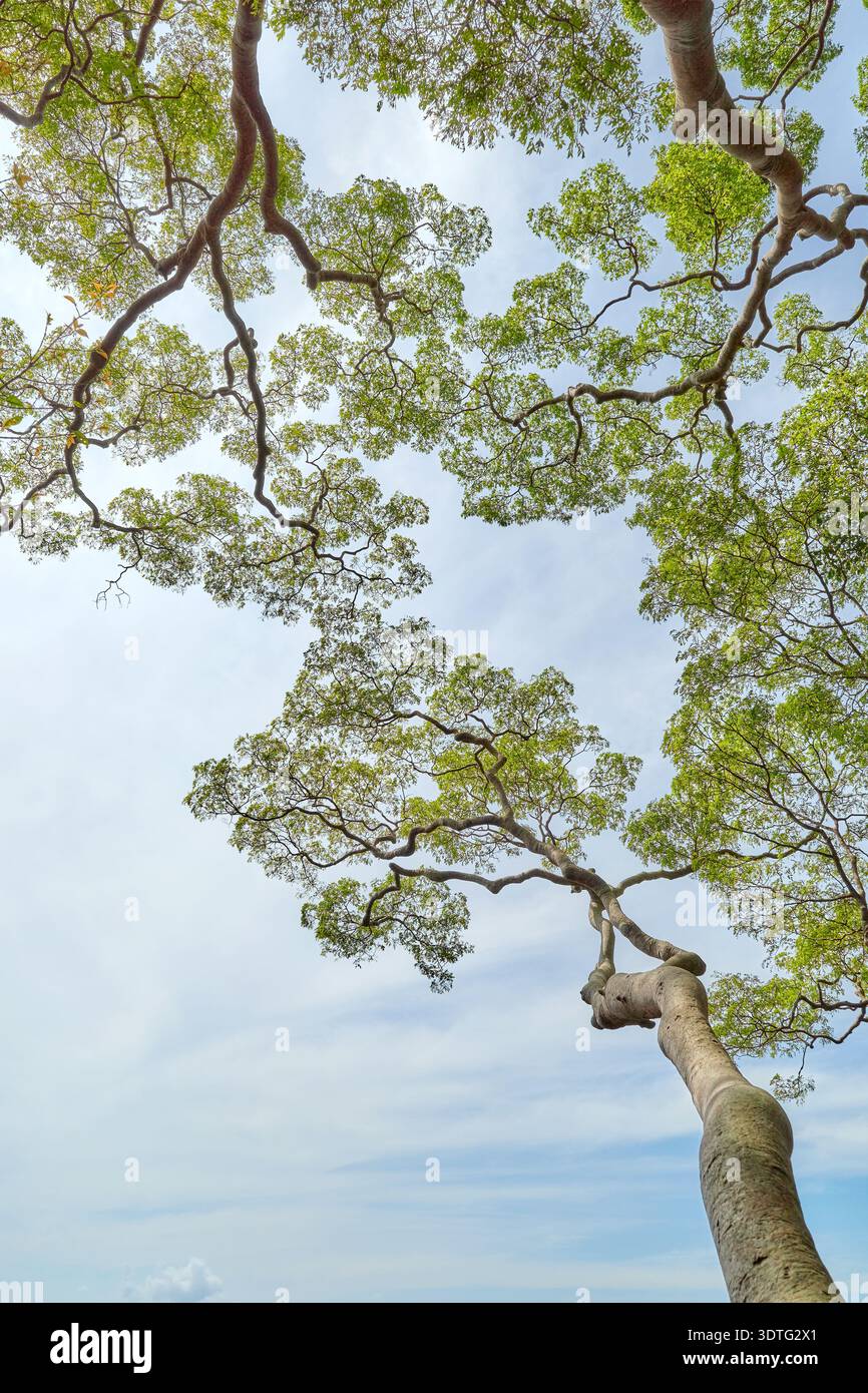 Blick auf die Bäume im Regenwald von Borneo, natürlicher Hintergrund, Malaysia. Stockfoto