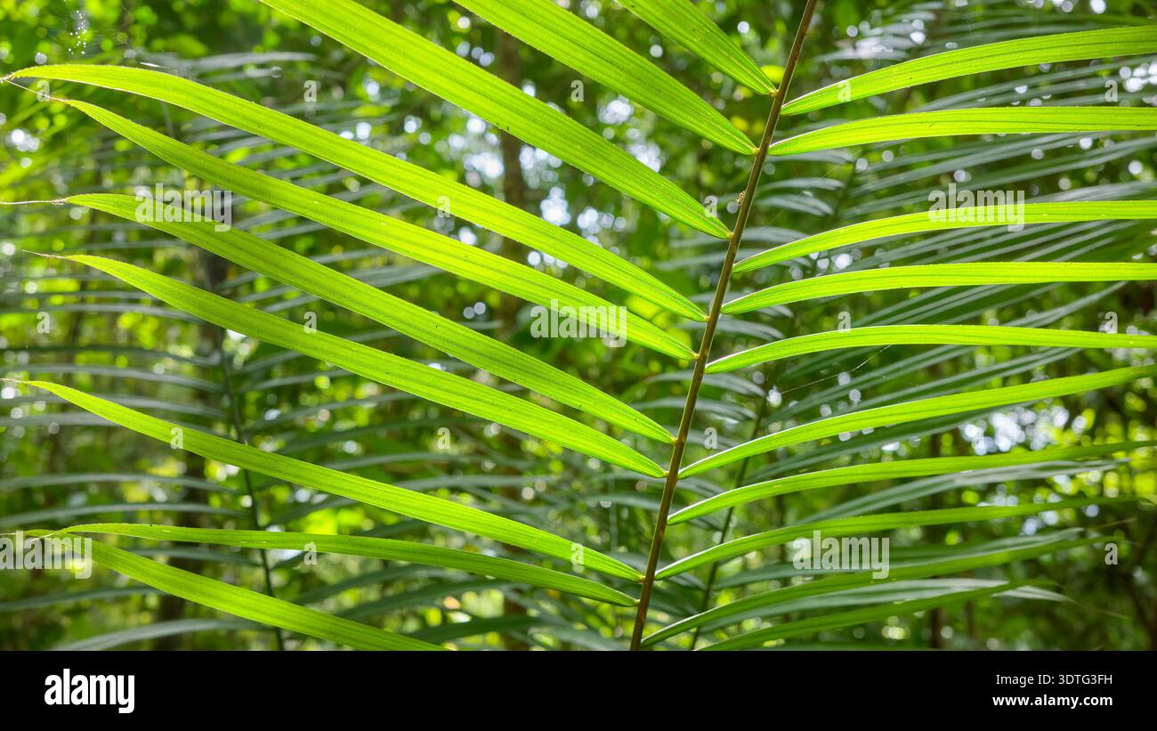 Tropische Pflanze im Regenwald von Borneo, selektiver Fokus, natürlicher Hintergrund, Malaysia. Stockfoto