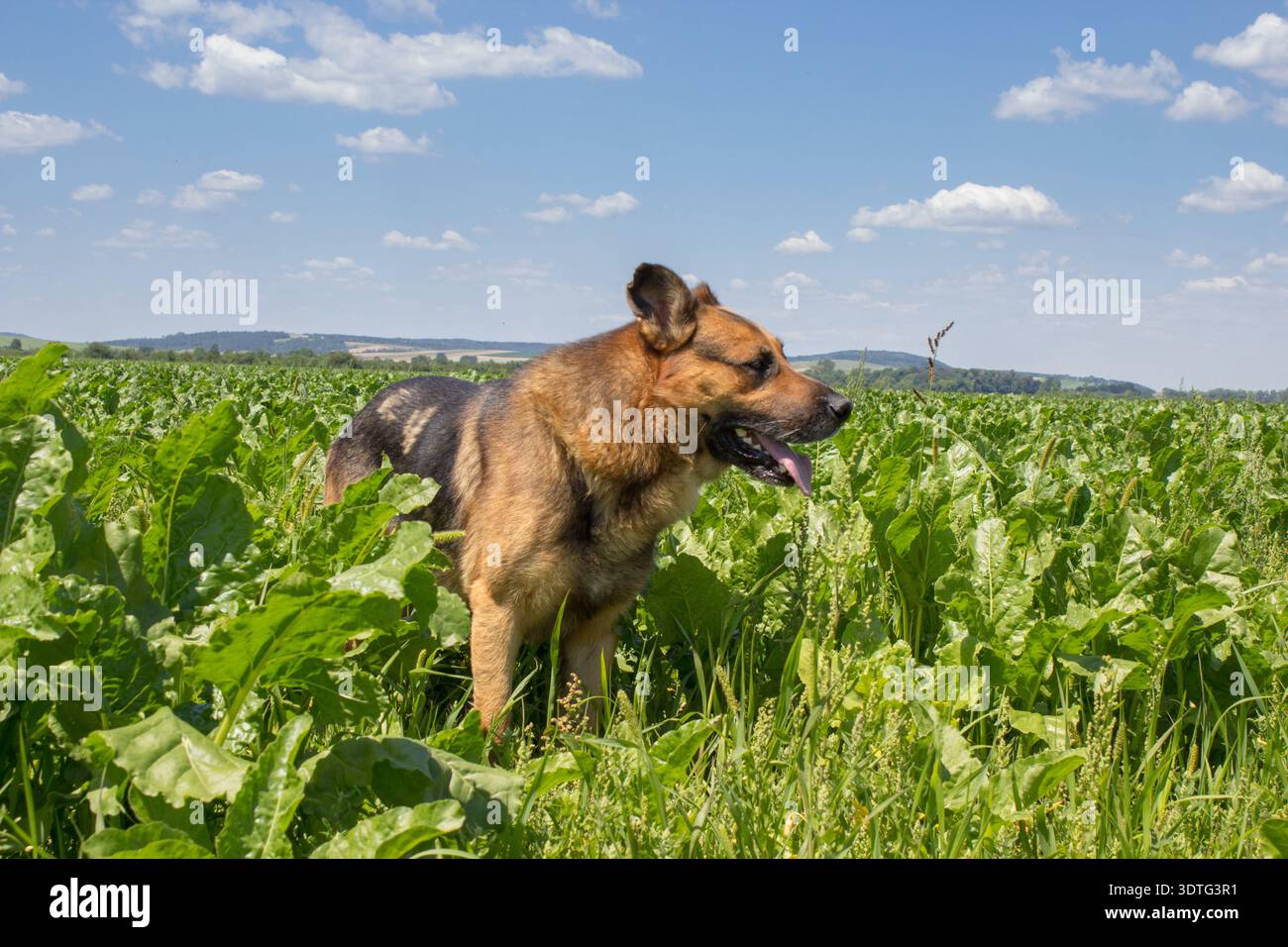 Im Sommer stand ein deutscher Hirte auf dem Rüben-Feld Stockfoto