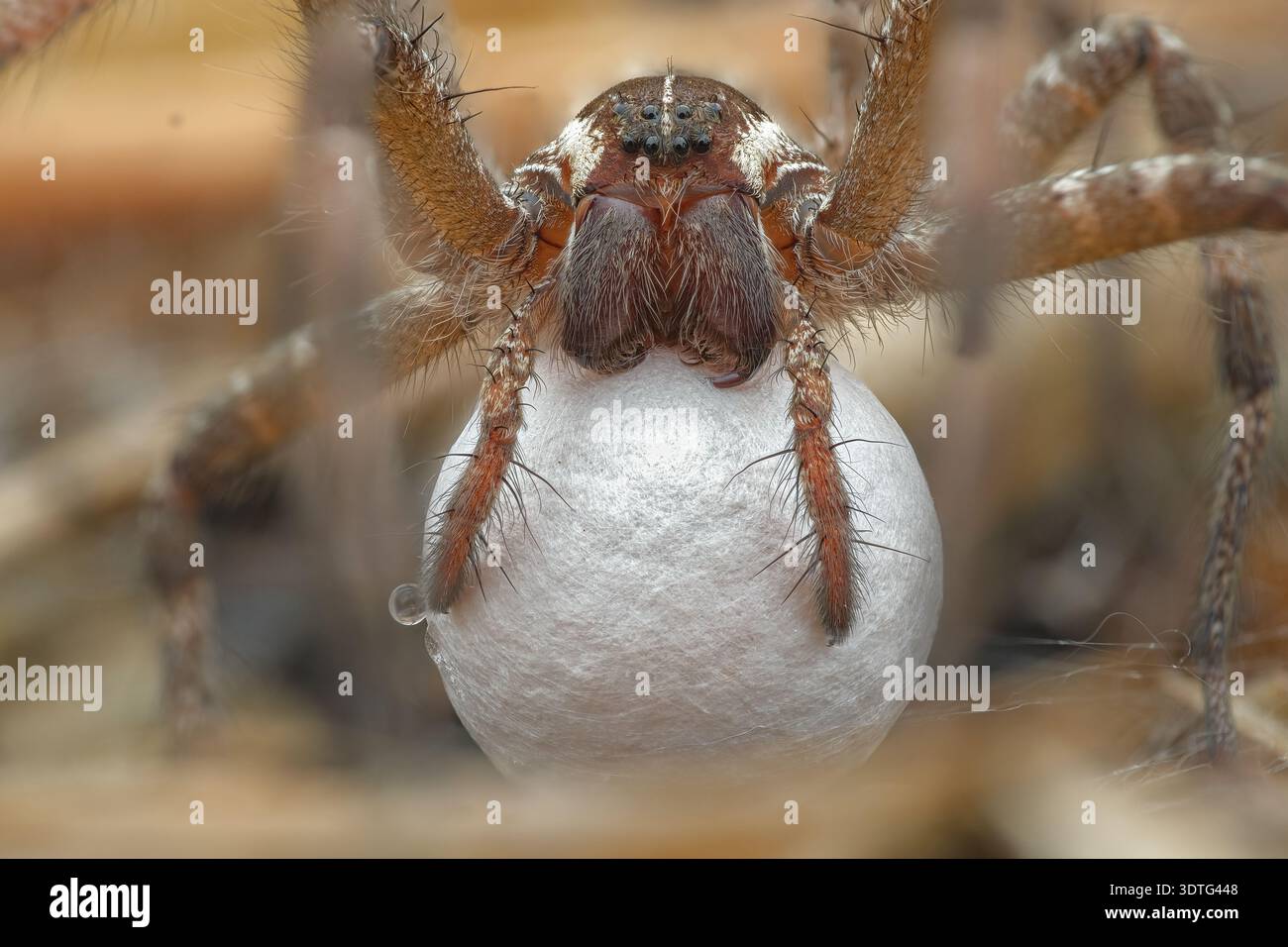 Extremes Makrodetail Gesichtsportrait einer braunen Pisauridae-Baumspinne mit einem großen weißen Eiersack, Zentral-Java, Indonesien. Stockfoto