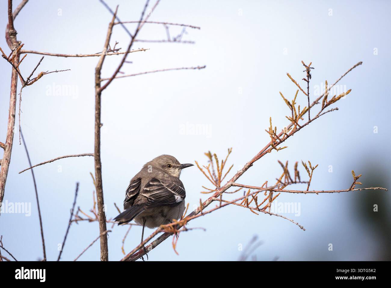 Weiblicher Kiefernbaumvogel Dendroica pinus mit grauen und braunen Federn thront auf einem Ast in Neapel, Florida Stockfoto