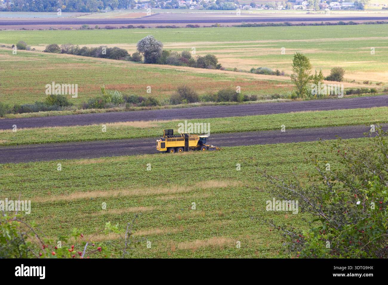 Eine Erntemaschine auf dem Feld sammelt Zuckerrüben Stockfoto