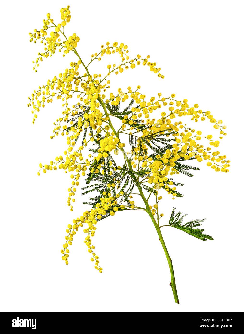 Mimosa-Baumzweig isoliert auf weißem Hintergrund Stockfoto