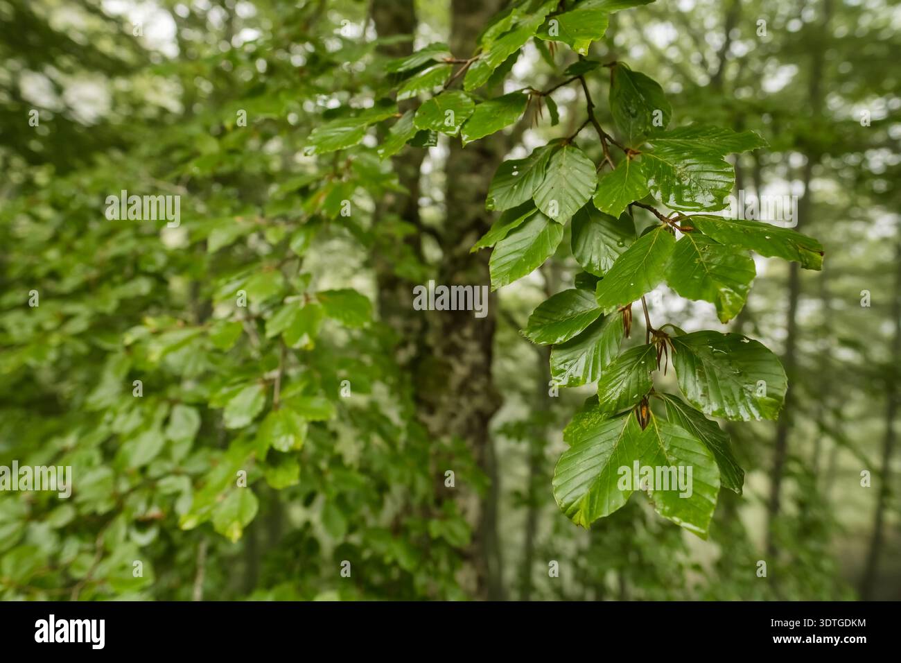Nahaufnahme lebhafter grüner Buchenblätter in einem nebeligen Bergwald Stockfoto
