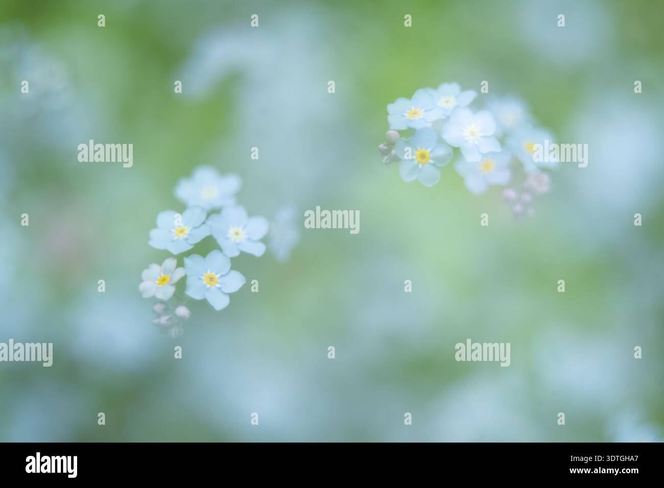 Sanftes Bild blühender Vergissmeinenicht-Blumen Stockfoto