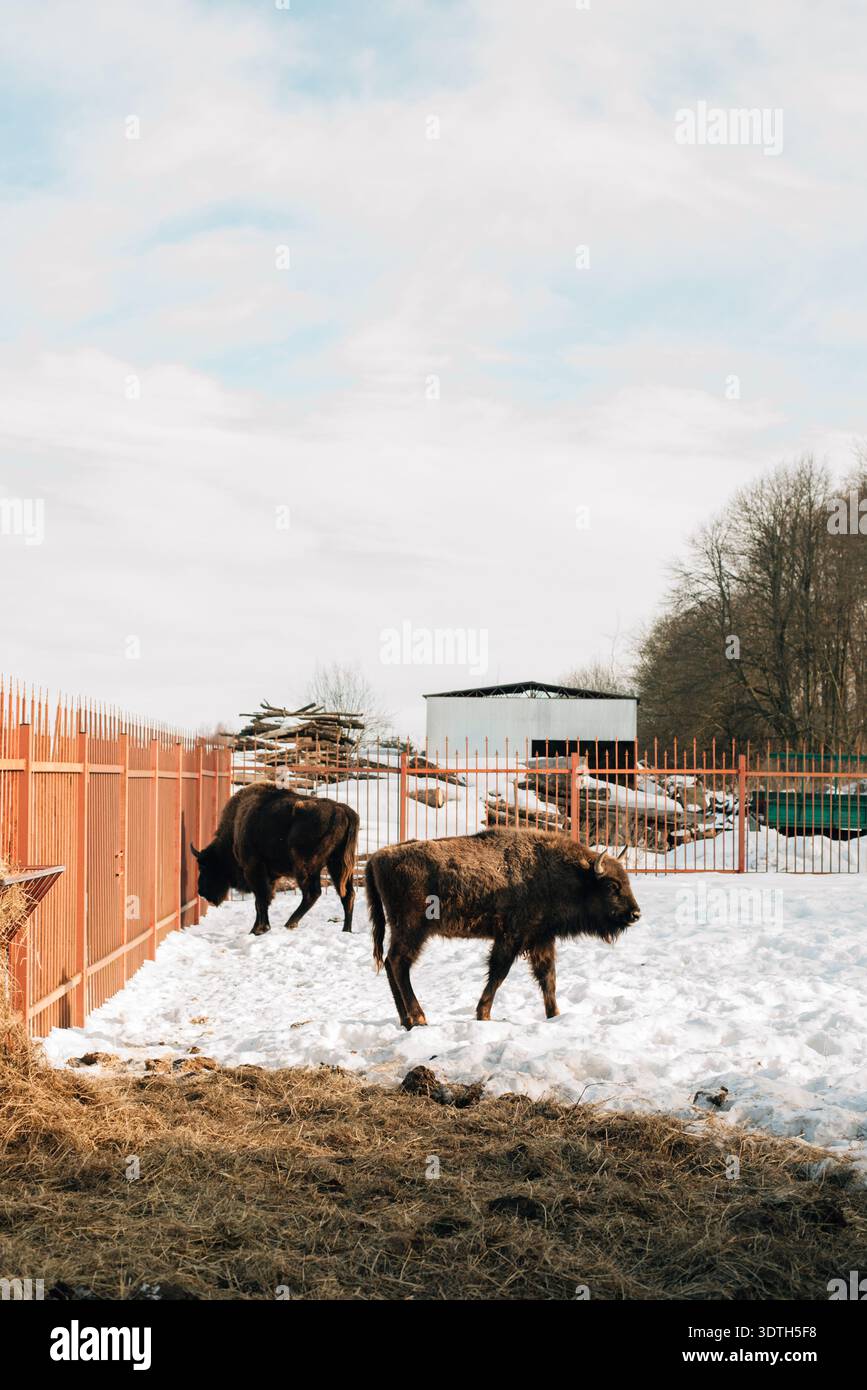 Zwei Bisons im Profil im Winter Stockfoto