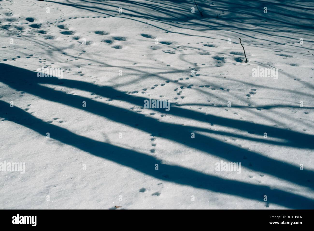 Schatten und Fußabdrücke im Schnee Stockfoto
