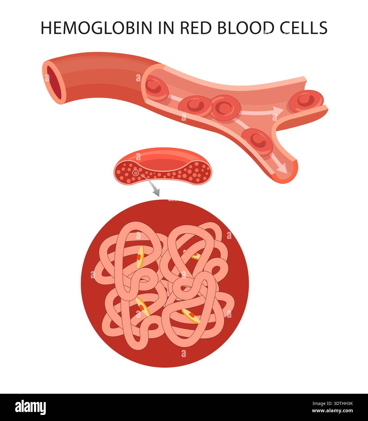 Hämoglobin in roten Blutzellen. Struktur und Funktion der Erythrozyten. Hämoglobin ist ein eisenreiches Protein in den roten Blutkörperchen, das für die Erythrozyten verantwortlich ist Stockfoto
