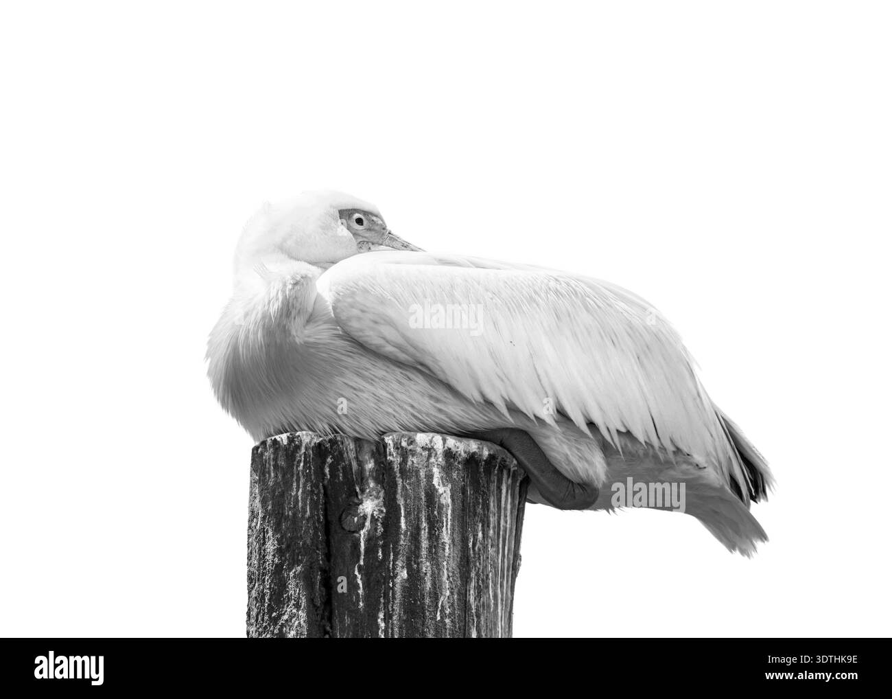 Pelican Point Namibia besiegelt Flamingos Black Backed Jackel Light House Shipwreck Cormorant Stockfoto