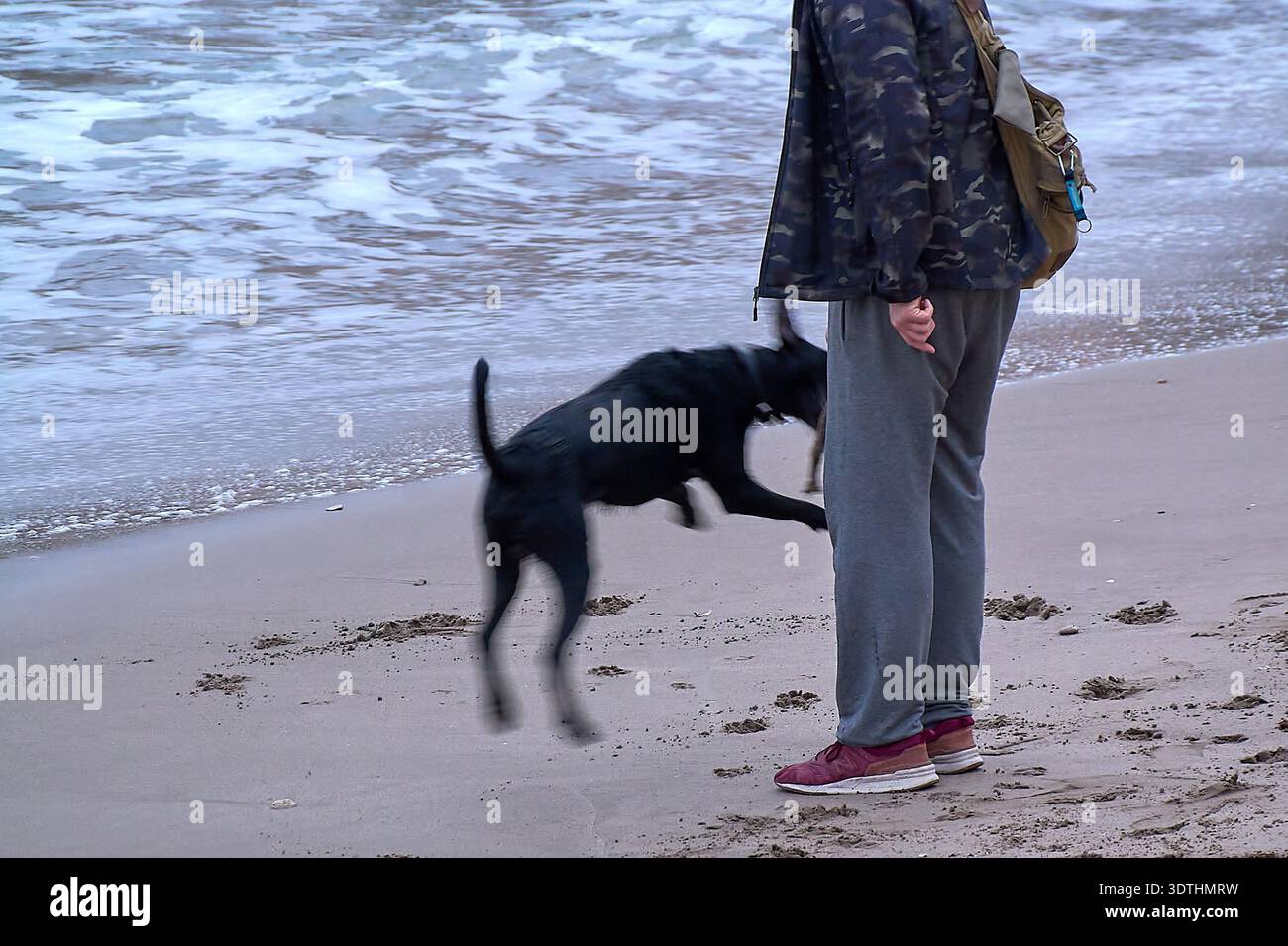 Sitges. Spanien - 22. Februar 2026: Schwarzer Hund springt neben einem stehenden Fußgänger am Sandstrand mit Meeresbrandung und sichtbarer menschlicher Präsenz an den Küsten Stockfoto