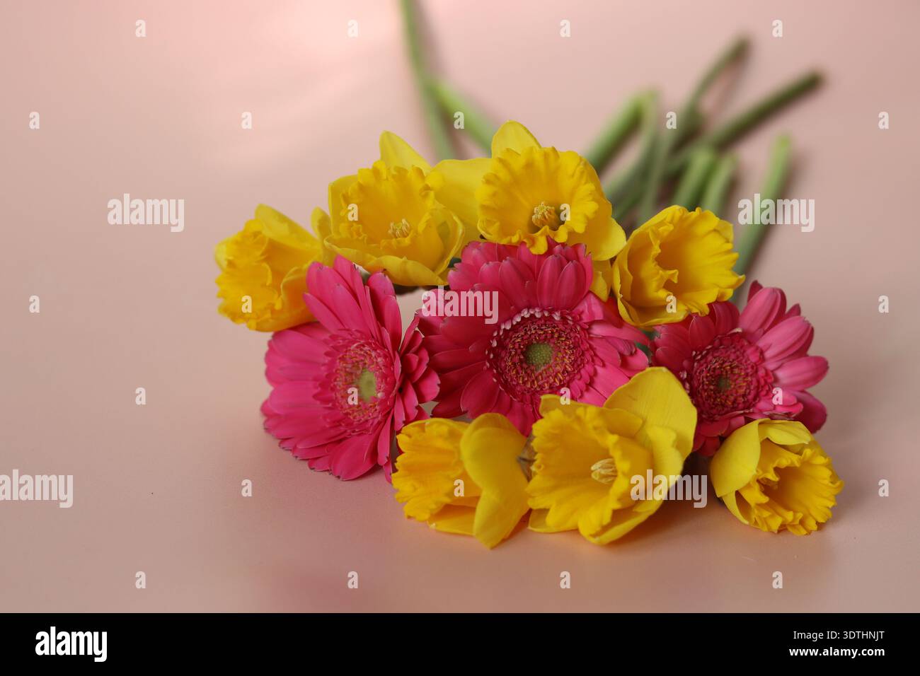 Bouquet von Narzissen und Gerberas auf rosa Hintergrund Stockfoto