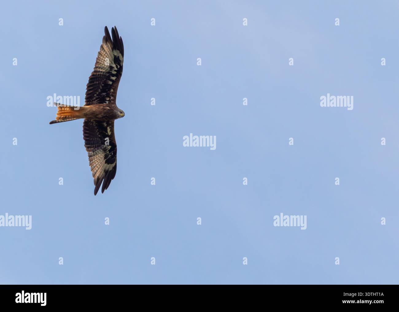 Roter Drachen „Milvus milvus“ schwebt mit vollständig ausgestreckten Flügeln. Raubvogel im Flug isoliert gegen blauen Himmel, von unten erschossen. Wicklow, Irland Stockfoto