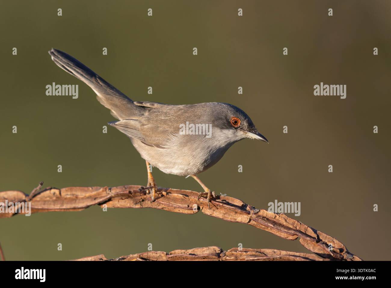 Kleiner mediterraner songvogel, weibliche Sardinische Warbler (Curruca melanocephala), in freier Wildbahn. Stockfoto