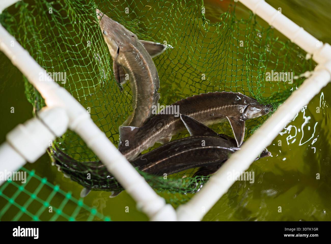 Sterlet-Fische werden in einem grünen Netz innerhalb einer Minifarm gefangen. Dieses Bild zeigt den Aquakulturprozess und zeigt den sorgfältigen Umgang mit diesen u Stockfoto