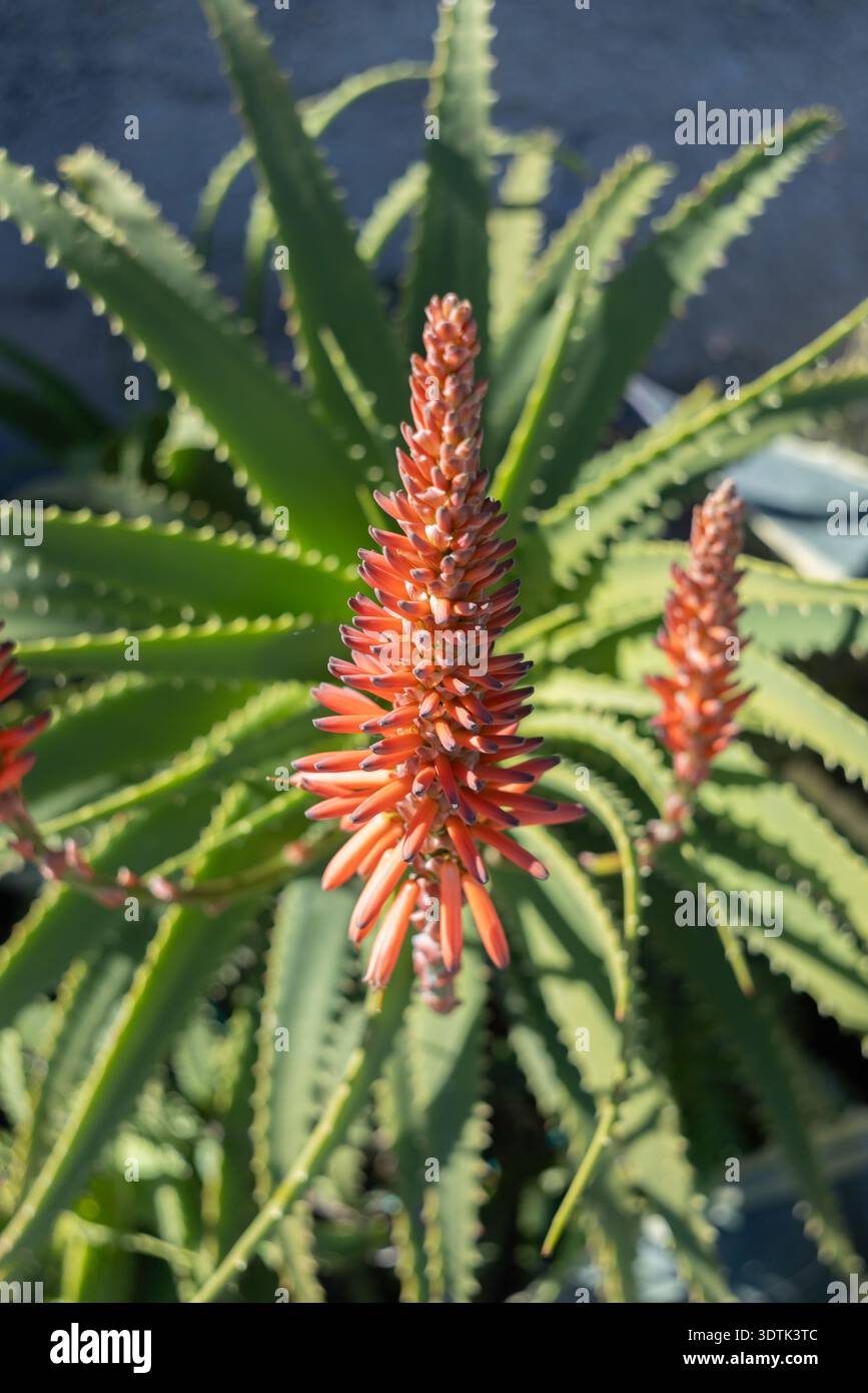 Aloe barbadensis miller -Fotos und -Bildmaterial in hoher Auflsung  Alamy
