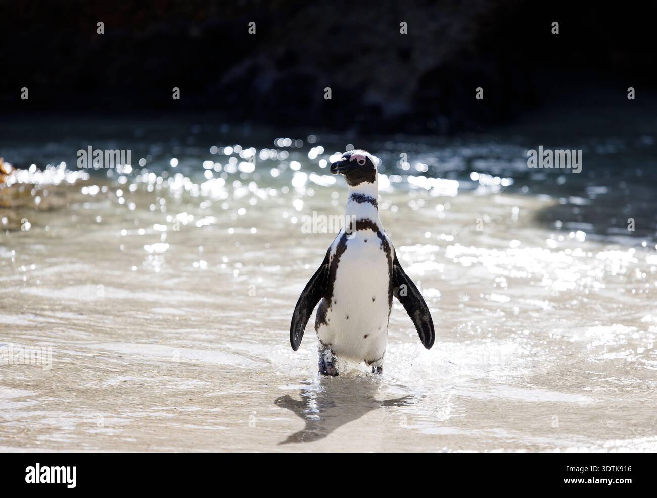 Ein afrikanischer Pinguin spaziert vom Meer aus am Boulders Beach, Südafrika. Stockfoto