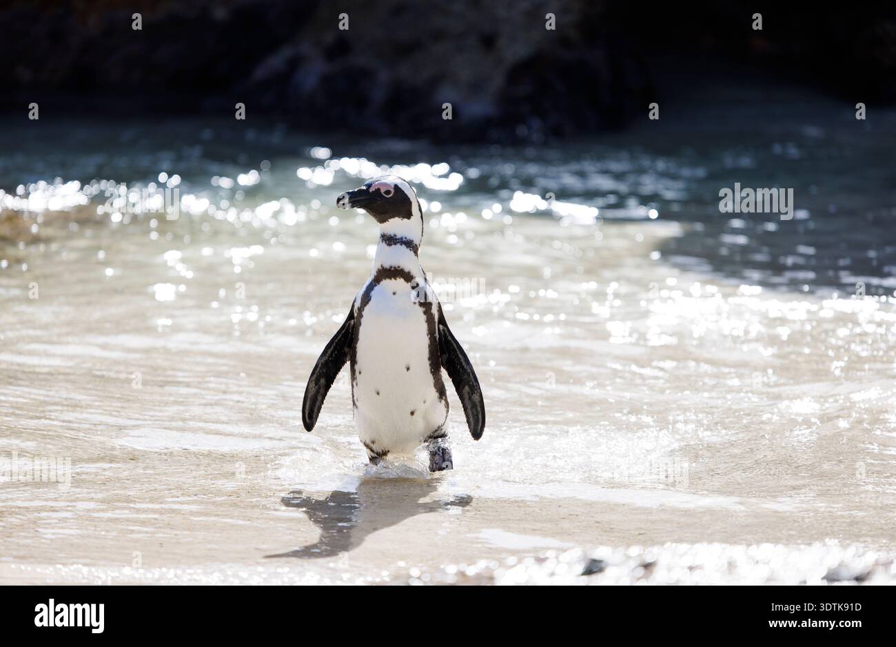 Ein afrikanischer Pinguin spaziert vom Meer aus am Boulders Beach, Südafrika. Stockfoto