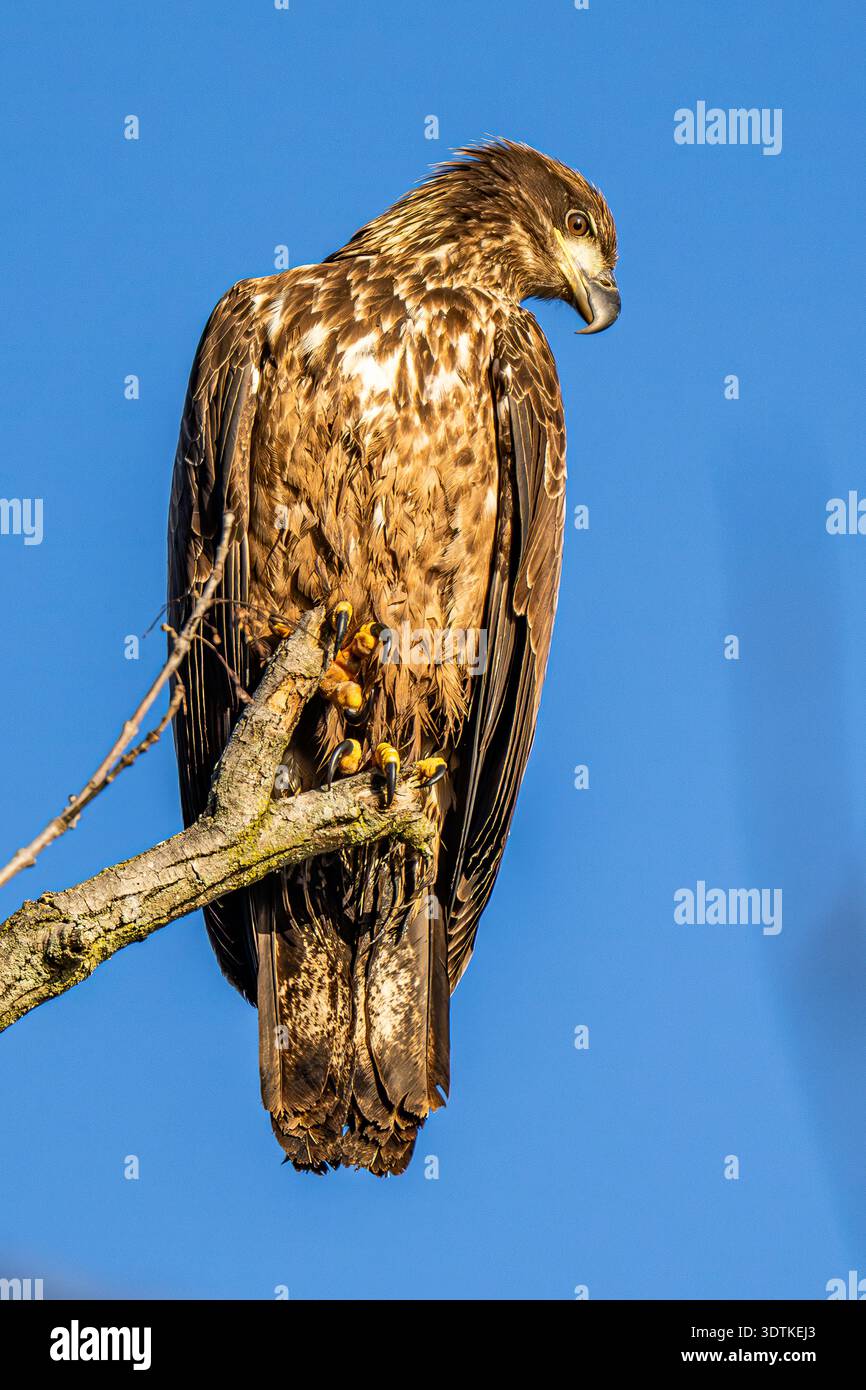 Junger Weißkopfseeadler Nahaufnahme - Hochgezogener amerikanischer Haliaeetus leucocephalus - Detailansicht am Conowingo Dam Stockfoto