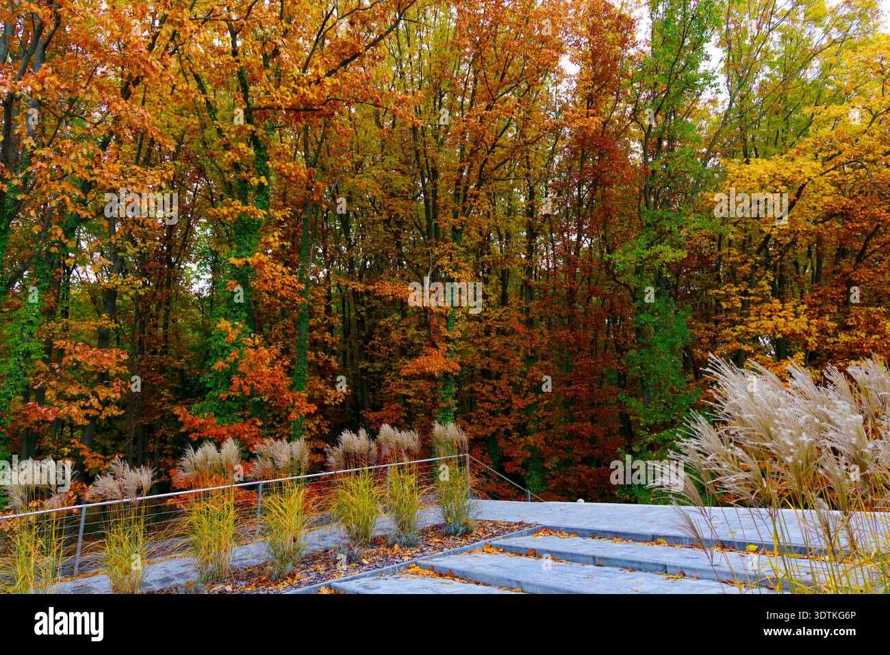Der dichte Wald reicht von tiefen Orangen und Rottönen bis hin zu hellen Gelbtönen und anhaltenden Grüntönen, wobei federnde Zierkäser die Szene umrahmen Stockfoto