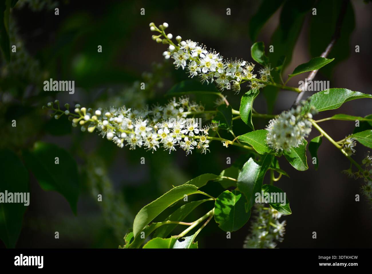 Ein Zweig eines blühenden Schwarzen Kirschbaums - Prunus serotina, gewöhnlich wilde Schwarzkirsche, Rum-Kirsche oder Bergkirsche mit herabhängenden Häufchen von Stockfoto