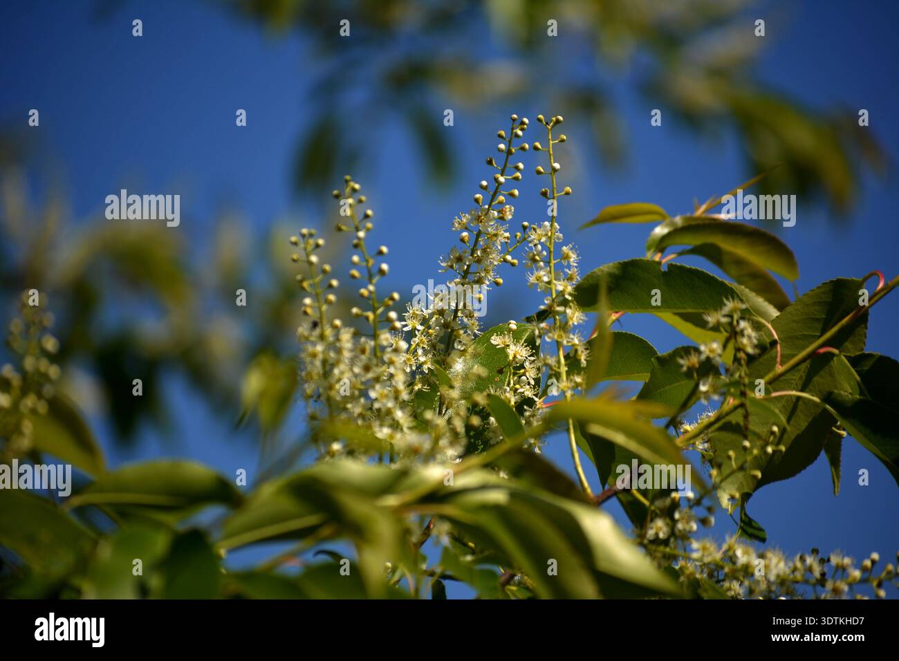 Ein Zweig eines blühenden Schwarzen Kirschbaums - Prunus serotina, gewöhnlich wilde Schwarzkirsche, Rum-Kirsche oder Bergkirsche mit herabhängenden Häufchen von Stockfoto