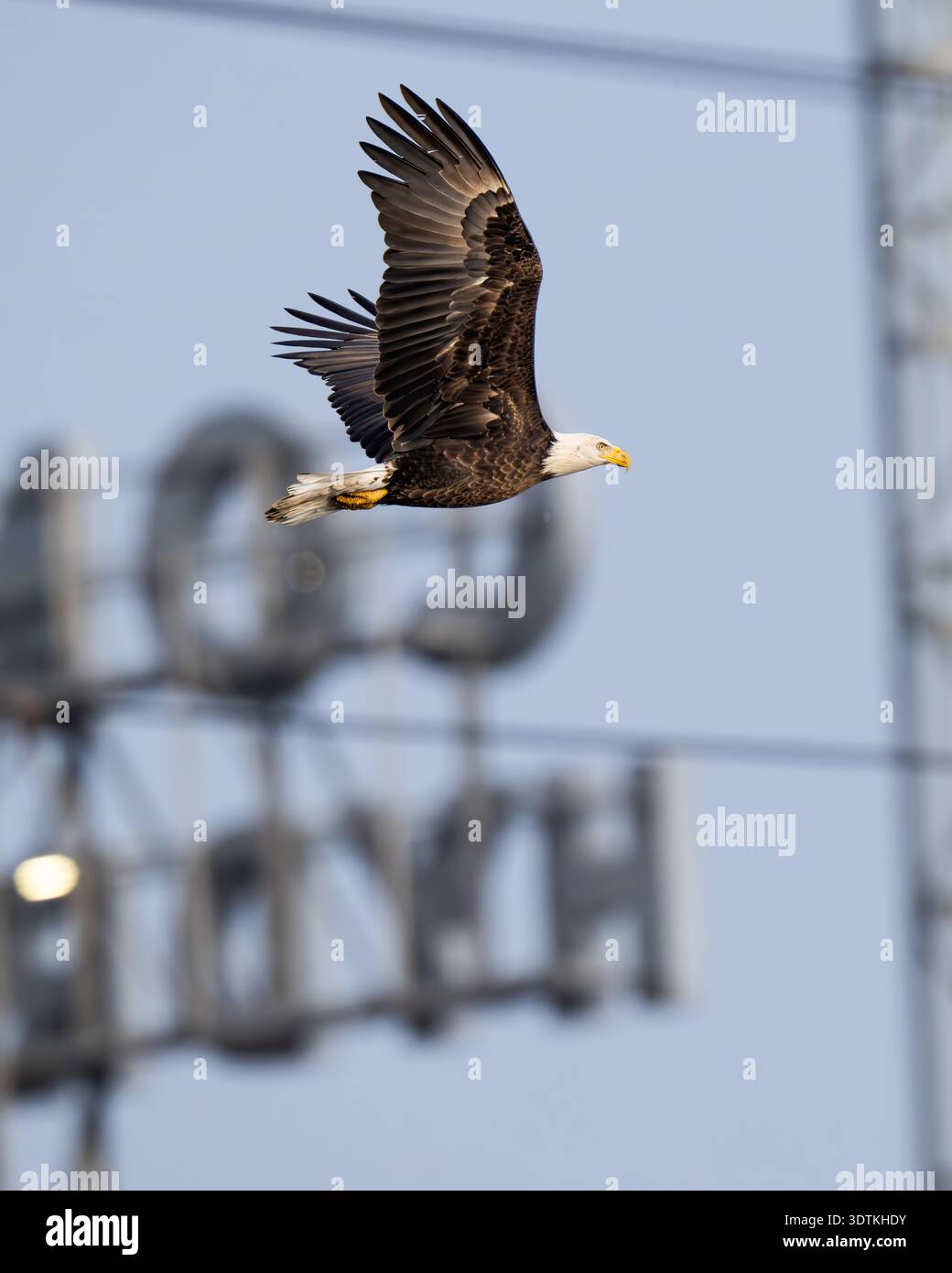 Weißkopfseeadler Angeln & Fliegen aus nächster Nähe - American Haliaeetus leucocephalus Water Closeup - Aufsteigen am Conowingo Dam am Susquehanna River USA Stockfoto