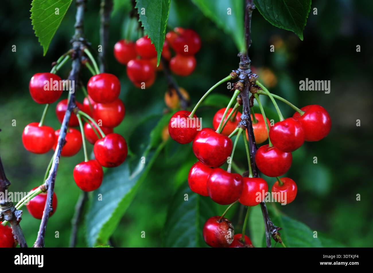Reife, rote Kirschen kleben an sonnenverwöhnten Zweigen, lebendige Sommerfrüchte voller saftiger Süße. Stockfoto