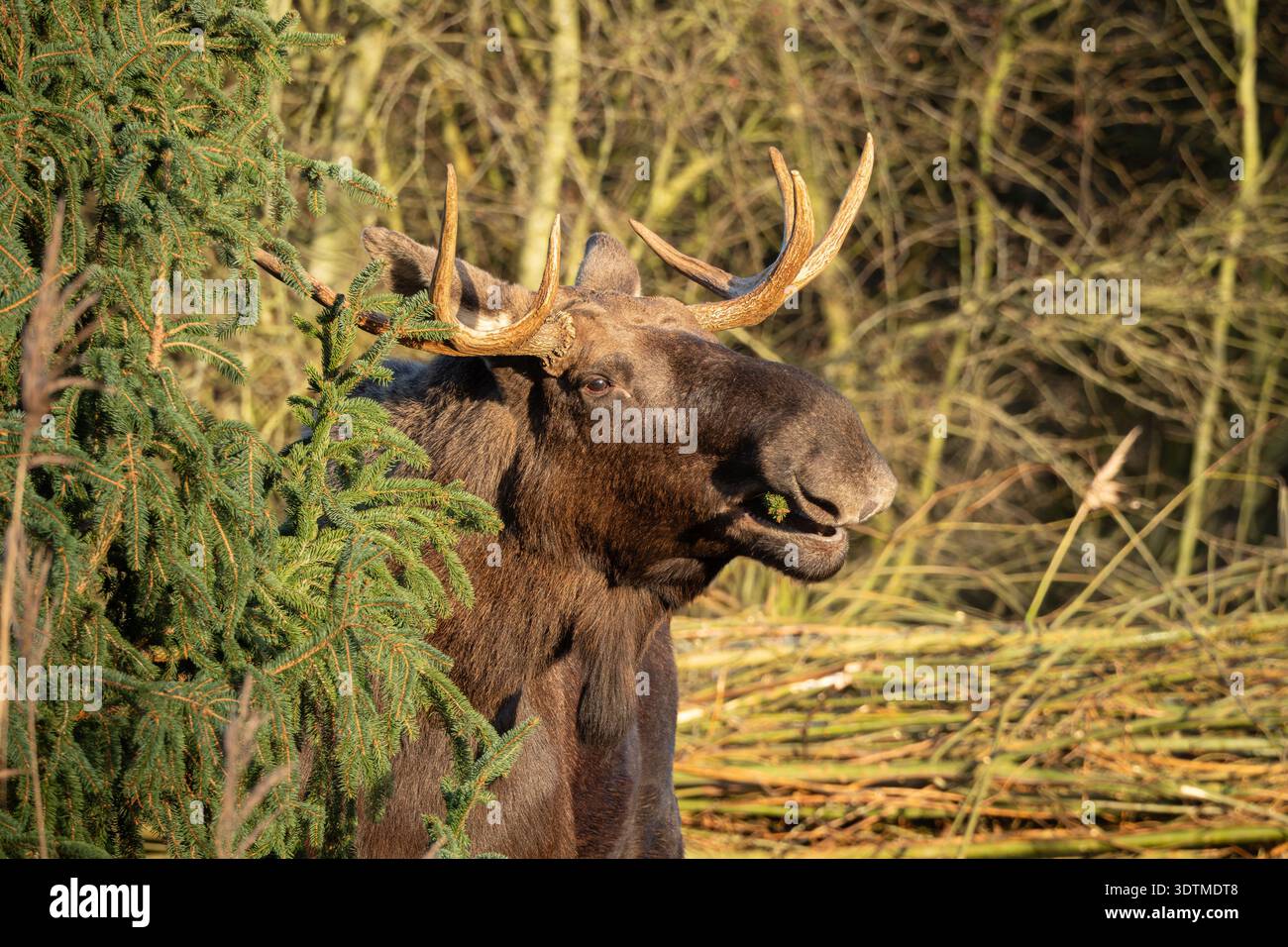 Männlicher Elch Mit Großen Geweihen Im Wald Stockfoto